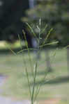 Savannah-panicgrass